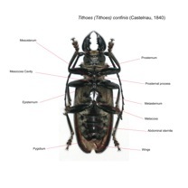 Cerambycidae Prioninae Tithoes confinis Vue ventrale